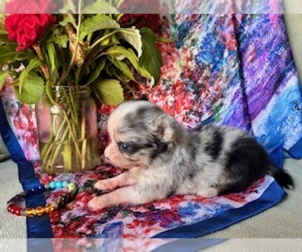 Medium Photo #5 Chihuahua Puppy For Sale in NEWVILLE, PA, USA