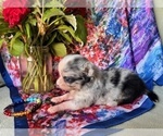 Small #4 Chihuahua