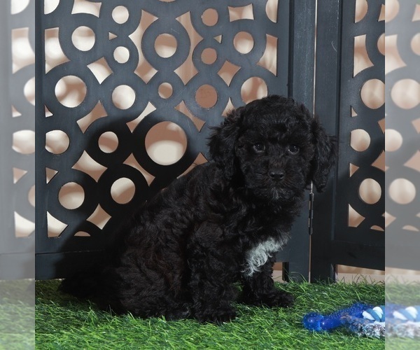 Medium Photo #3 Poodle (Miniature) Puppy For Sale in MOUNT VERNON, OH, USA