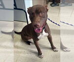 Small American Pit Bull Terrier-Labrador Retriever Mix