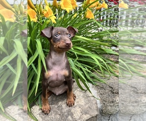 Miniature Pinscher Puppy for sale in SUGARCREEK, OH, USA