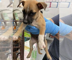 German Shepherd Dog-Unknown Mix Dogs for adoption in Waco, TX, USA