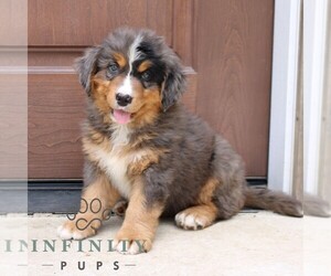 Bernedoodle Puppy for sale in NARVON, PA, USA