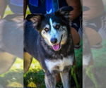 Small #11 Huskies  Mix