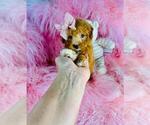 Small #9 Poodle (Toy)