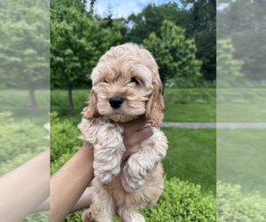 Medium Cockapoo (Miniature)