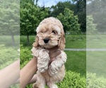 Puppy 3 Cockapoo (Miniature)