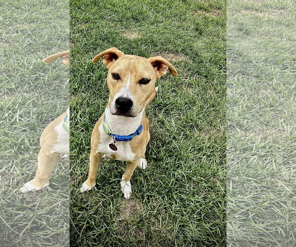 Medium Photo #2 American Pit Bull Terrier-Catahoula Leopard Dog Mix Puppy For Sale in St. Louis Park, MN, USA