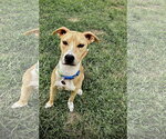 Small #1 American Pit Bull Terrier-Catahoula Leopard Dog Mix