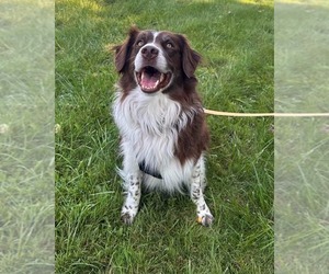 Milo 2 - Male Aussiedor Dog for Adoption - Photo #3