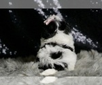 Small Photo #80 Maltipoo Puppy For Sale in WARSAW, IN, USA