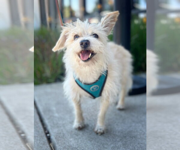 Medium Photo #7 Havanese-Unknown Mix Puppy For Sale in Pittsburg, CA, USA