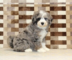 Bernedoodle (Miniature) Puppy for sale in DENVER, PA, USA