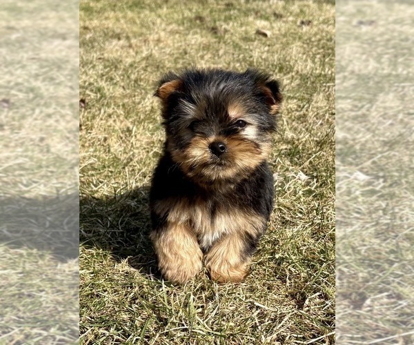 Medium Photo #6 Yorkshire Terrier Puppy For Sale in FAIR HAVEN, MI, USA