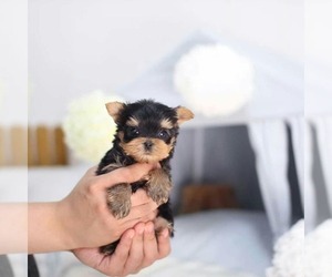 Yorkshire Terrier Puppy for sale in LOS ANGELES, CA, USA