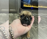 Small Photo #3 French Bulldog Puppy For Sale in VACAVILLE, CA, USA