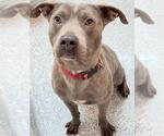 Small #2 Staffordshire Bull Terrier