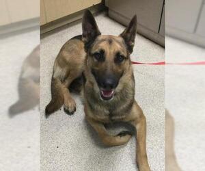 German Shepherd Dog Dogs for adoption in Riverside, CA, USA