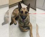 Small German Shepherd Dog