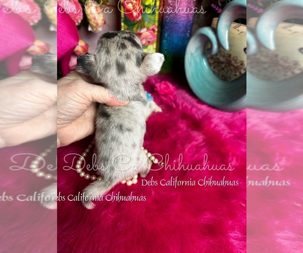Medium Photo #2 Chihuahua Puppy For Sale in TRACY, CA, USA