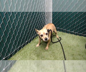 Chihuahua Dogs for adoption in Downey, CA, USA
