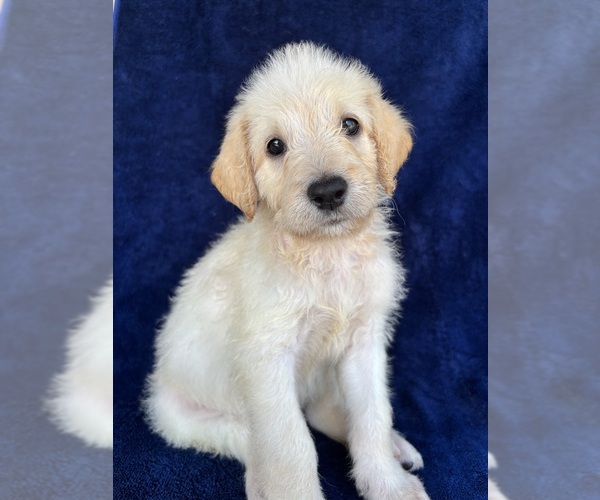 Medium Photo #1 Labradoodle Puppy For Sale in BROKEN ARROW, OK, USA