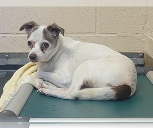 Chihuahua-Unknown Mix Dogs for adoption in Martinez, CA, USA
