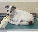 Small Chihuahua Mix