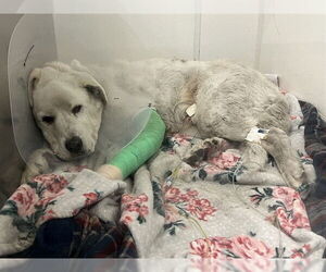 Great Pyrenees Dogs for adoption in Long Beach, CA, USA