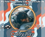 Small #5 Dachshund Mix