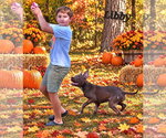 Small Photo #3 American Pit Bull Terrier-Labrador Retriever Mix Puppy For Sale in Southbury, CT, USA