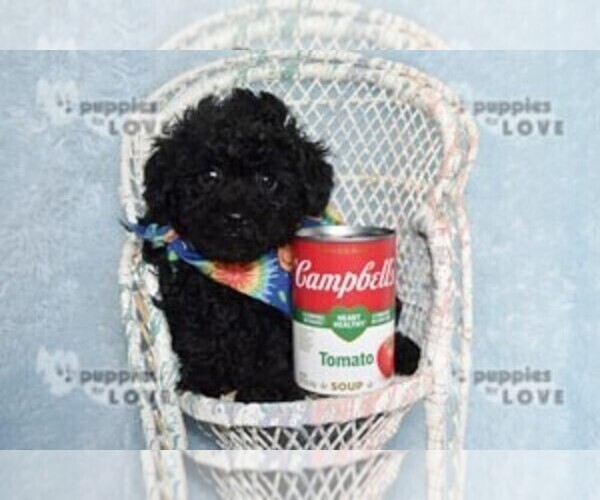 Medium Photo #10 Poodle (Toy) Puppy For Sale in SANGER, TX, USA