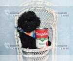 Small #9 Poodle (Toy)