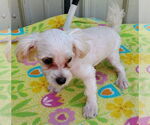 Small #2 Maltese