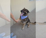 Small German Shepherd Dog Mix