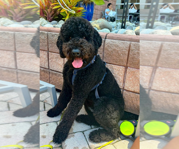 Medium Photo #1 Goldendoodle mix (+ Poodle Standard) Puppy For Sale in ORLANDO, FL, USA