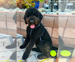 Small Photo #1 Goldendoodle mix (+ Poodle Standard) Puppy For Sale in ORLANDO, FL, USA