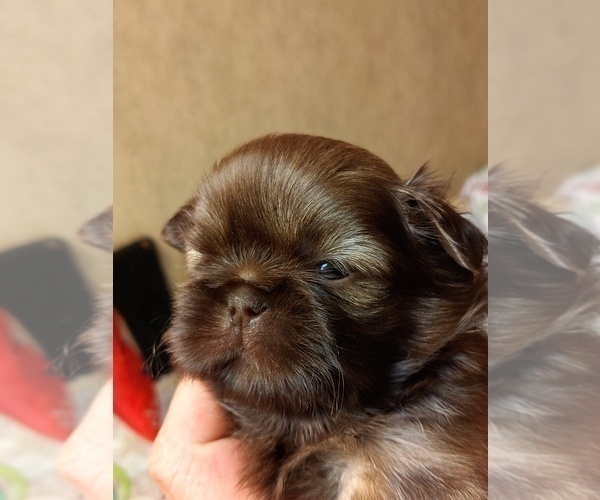 Medium Photo #5 Shih Tzu Puppy For Sale in FANNING SPGS, FL, USA