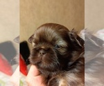 Small #4 Shih Tzu