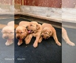 Small #3 Golden Retriever