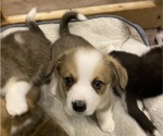 Small #2 Pembroke Welsh Corgi