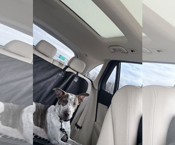 Medium Photo #7 Mutt Puppy For Sale in Woodbury, NY, USA