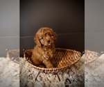 Small #1 Cavapoo