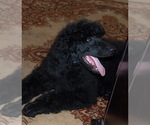 Small Photo #2 Poodle (Standard) Puppy For Sale in CLEARWATER, FL, USA