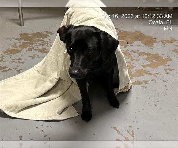 Medium Photo #1 Chiweenie Puppy For Sale in Ocala, FL, USA