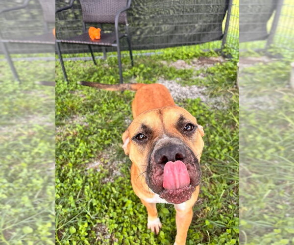 Medium Photo #3 Mutt Puppy For Sale in Abbeville, LA, USA