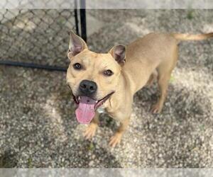 American Pit Bull Terrier Dogs for adoption in Aurora, IL, USA