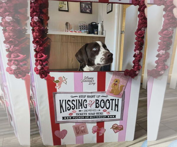 Medium Photo #8 Beagle-Unknown Mix Puppy For Sale in Westwood, NJ, USA