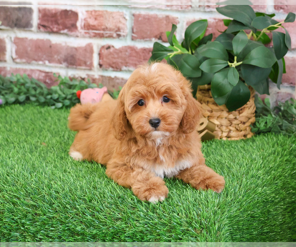 Medium Photo #10 Goldendoodle mix (+ Poodle Miniature) Puppy For Sale in SYRACUSE, IN, USA