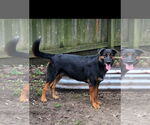 Small #3 German Shepherd Dog